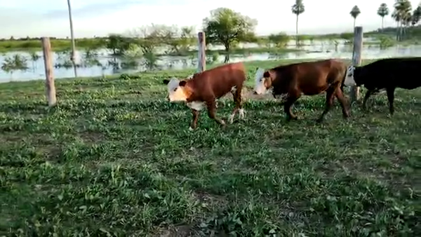 Lote 100 Novillitos y vaquillonas Braford y sus cruzas en Avellaneda, Santa Fe
