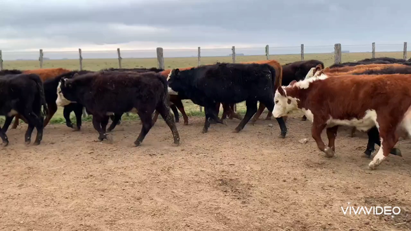 Lote 66 Terneros/as en Pila, Buenos Aires