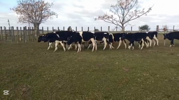 Lote TERNEROS HOLANDO