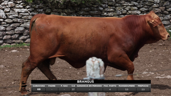 Lote 3 Toros, Artigas