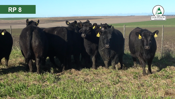 Lote 11 Vaquillonas preñadas ANGUS en Balcarce