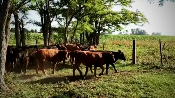 Lote 72 Terneros/as en San Andrés de Giles, Buenos Aires