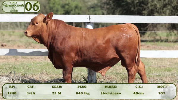 Lote LOTE 6