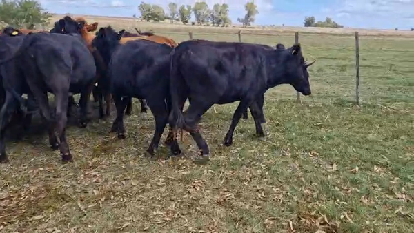 Lote 15 Vaquillonas , San José