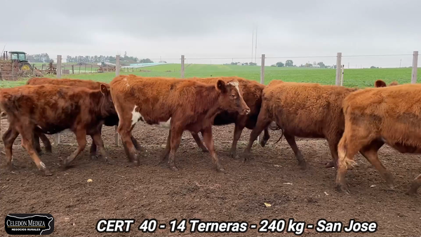 Lote 14 Terneras en San José