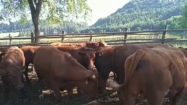 Lote 50 Novillo Engorda en Romeral, VII  Región Maule