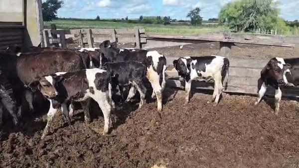 Lote 10 Terneros en R.45