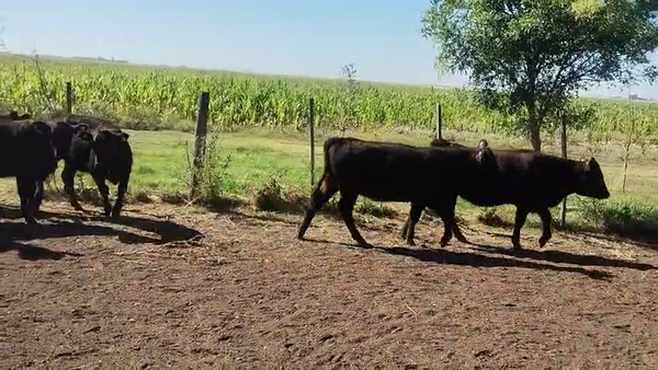 Lote 32 Terneras en Bonifacio