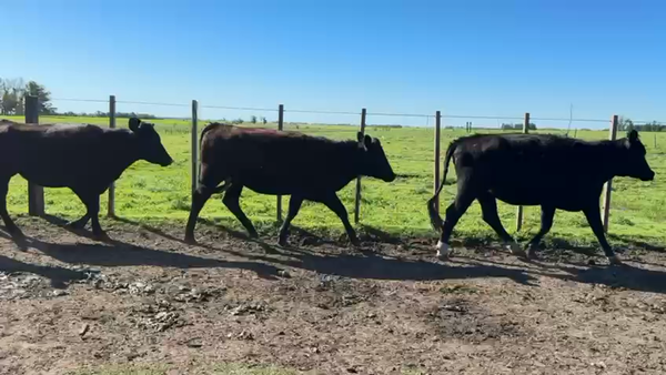 Lote VAQUILLONAS 1 a 2 AÑOS