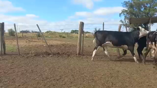 Lote Vaquillonas Preñadas