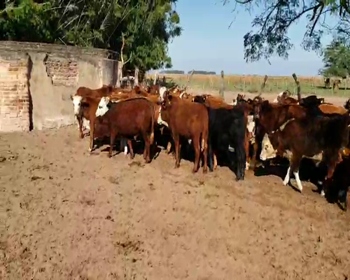 Lote 72 Terneros en San Roque, Corrientes
