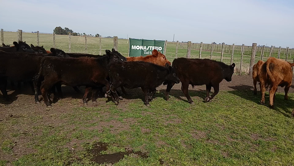 Lote 50 Terneros/as en Benito Juárez