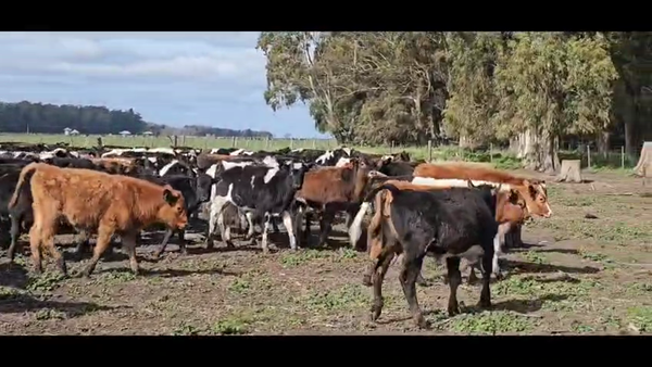 Lote 75 Terneros en Buenos Aires, Tandil