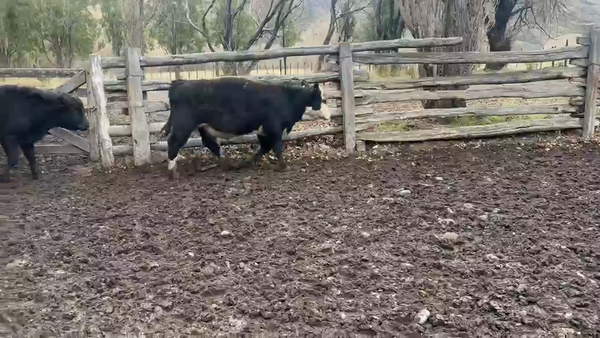 Lote 23 Ternero en Río Ibáñez, XI Región Aysén