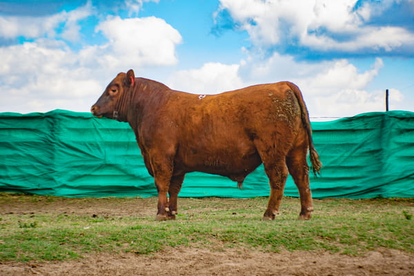 Lote Toros