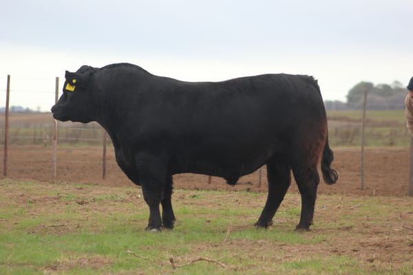 Lote TOROS PUROS DE PEDIGREE
