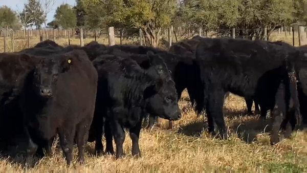 Lote 130 Terneras