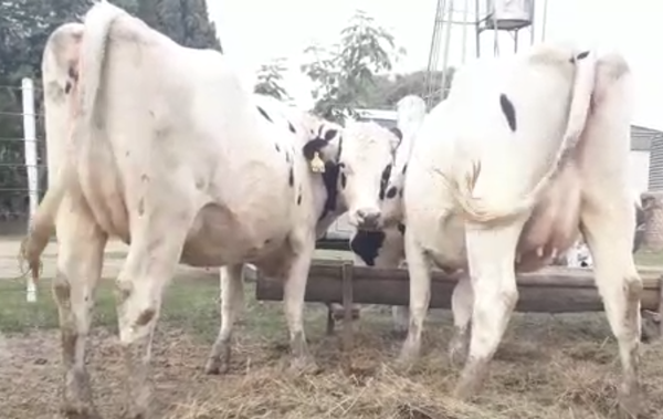 Lote 2 Vaquillonas en Progreso, Santa Fe