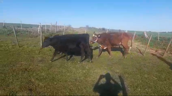 Lote (Vendido)3 Vaquillonas preñadas en VIBORAS Y VACAS