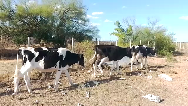 Lote 7 Novillos Holando en Camino las Viñas