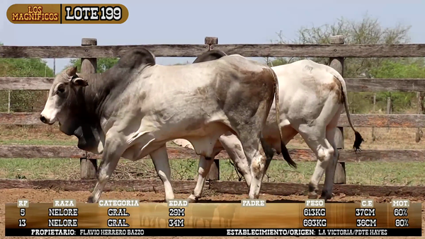 Lote LOTE 199 - POR PANTALLA