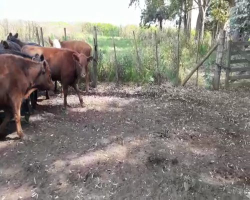 Lote 16 Terneros/as en Bolívar, Buenos Aires