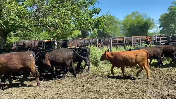 Lote 64 Terneros/as en Brandsen, Buenos Aires