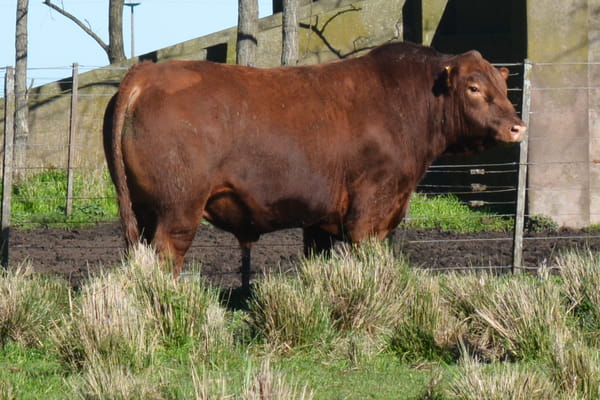 Lote TOROS PP 3 años