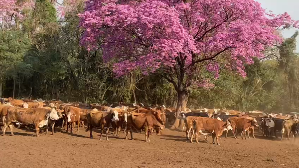 Lote 114 Vacas C/ gtia de preñez en Santo Tomé, Corrientes