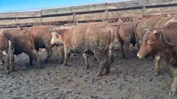 Lote 19 Novillo Gordo en Los Ángeles, VIII Región Biobío