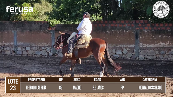 Lote LOTE 23 DE CAMPO
