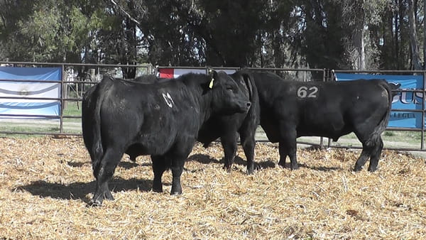 Lote TOROS ANGUS NEGROS PC