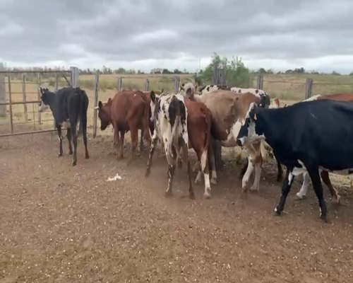 Lote VACAS INVERNADA