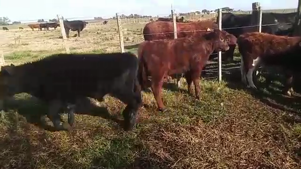 Lote 10 Terneros ANGUS 190kg - , San José