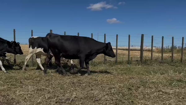 Lote Vaquillonas Entoradas