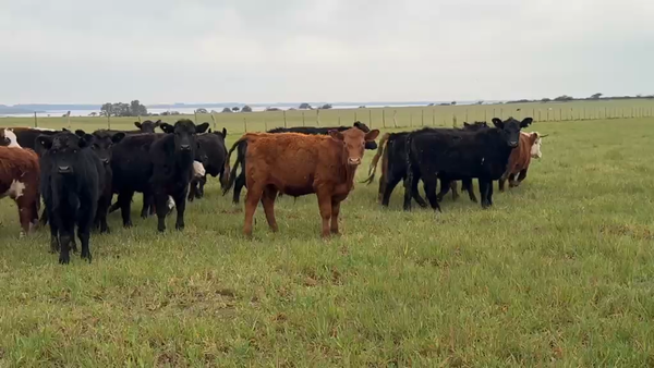 Lote 90 Novillitos