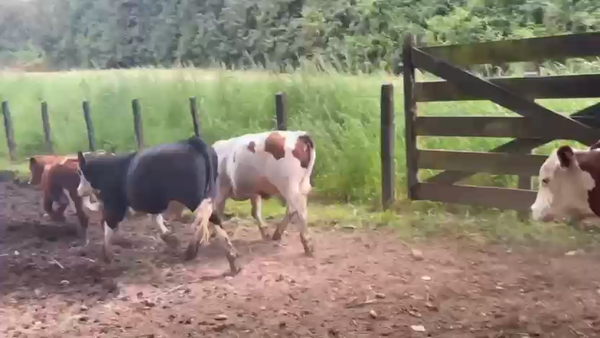 Lote 30 Ternero en Osorno, X Región Los Lagos