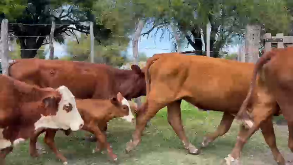 Lote 60 Vacas nuevas C/ cria