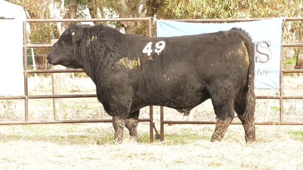 Lote TOROS ANGUS NEGROS  PC