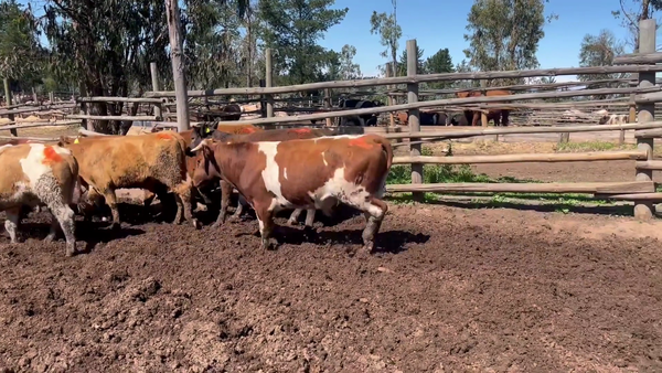 Lote 54 Novillo Engorda en Litueche, VI Región O-Higgins