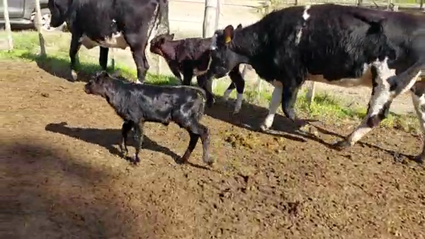 Lote 4 Piezas de cría CRUZA 420kg - , San José