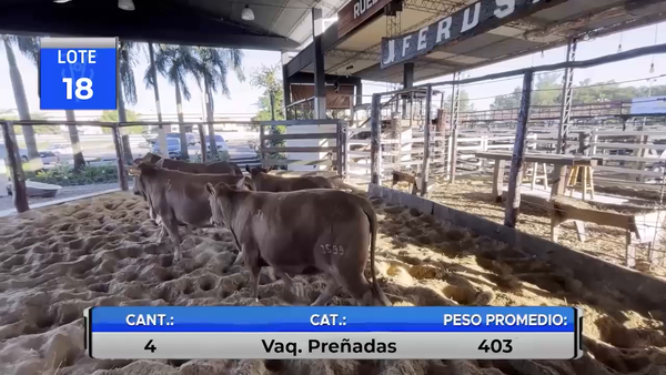Lote VAQUILLAS BRANGUS PREÑADAS  -LOTE 18