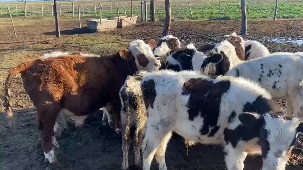 Lote 15 Terneros/as Holando Argentino en Los Chañaritos (C.E), Córdoba