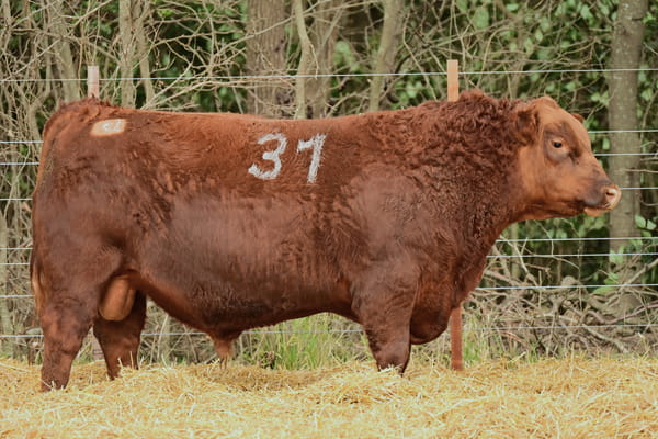 46514 — TOROS ANGUS PC