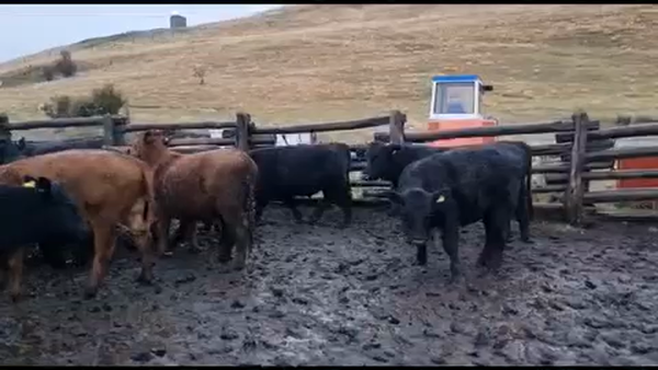 Lote 48 Novillo Engorda en XI Región Aysén, Coyhaique