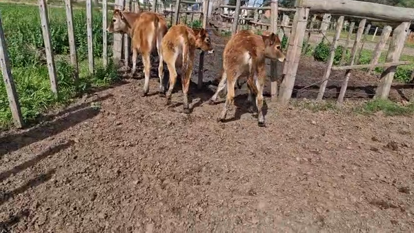 Lote 4 Terneros 140kg - , San José