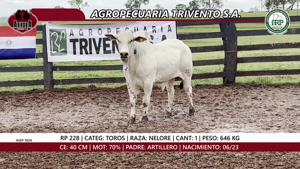 Lote TORO
