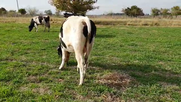 Lote Milone - Toros RP 389