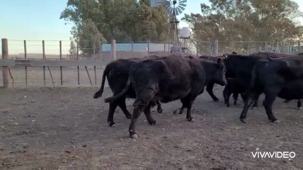 Lote 23 Vacas usadas preñadas en Coronel Pringles, Buenos Aires