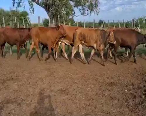 Lote 78 Novillos en Esquina, Corrientes